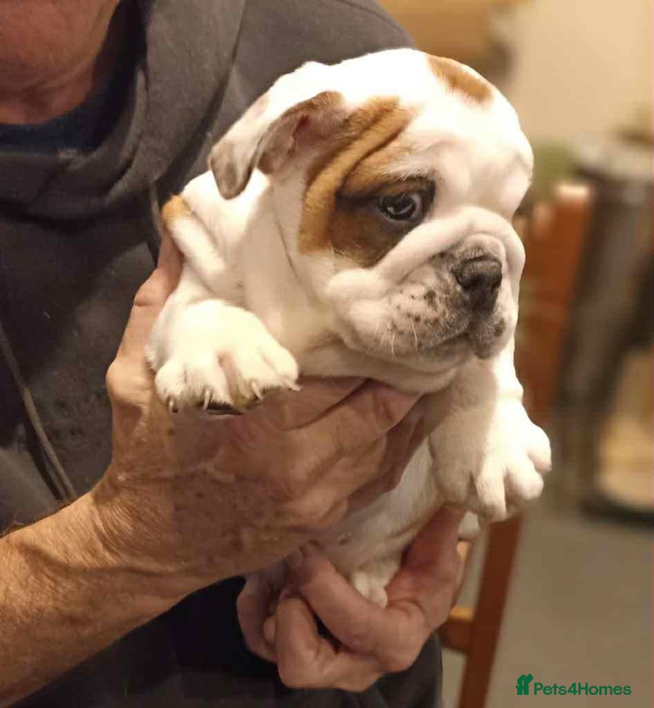 English Bulldog dogs 😍 English bulldog puppies 🥰 - Advert 1