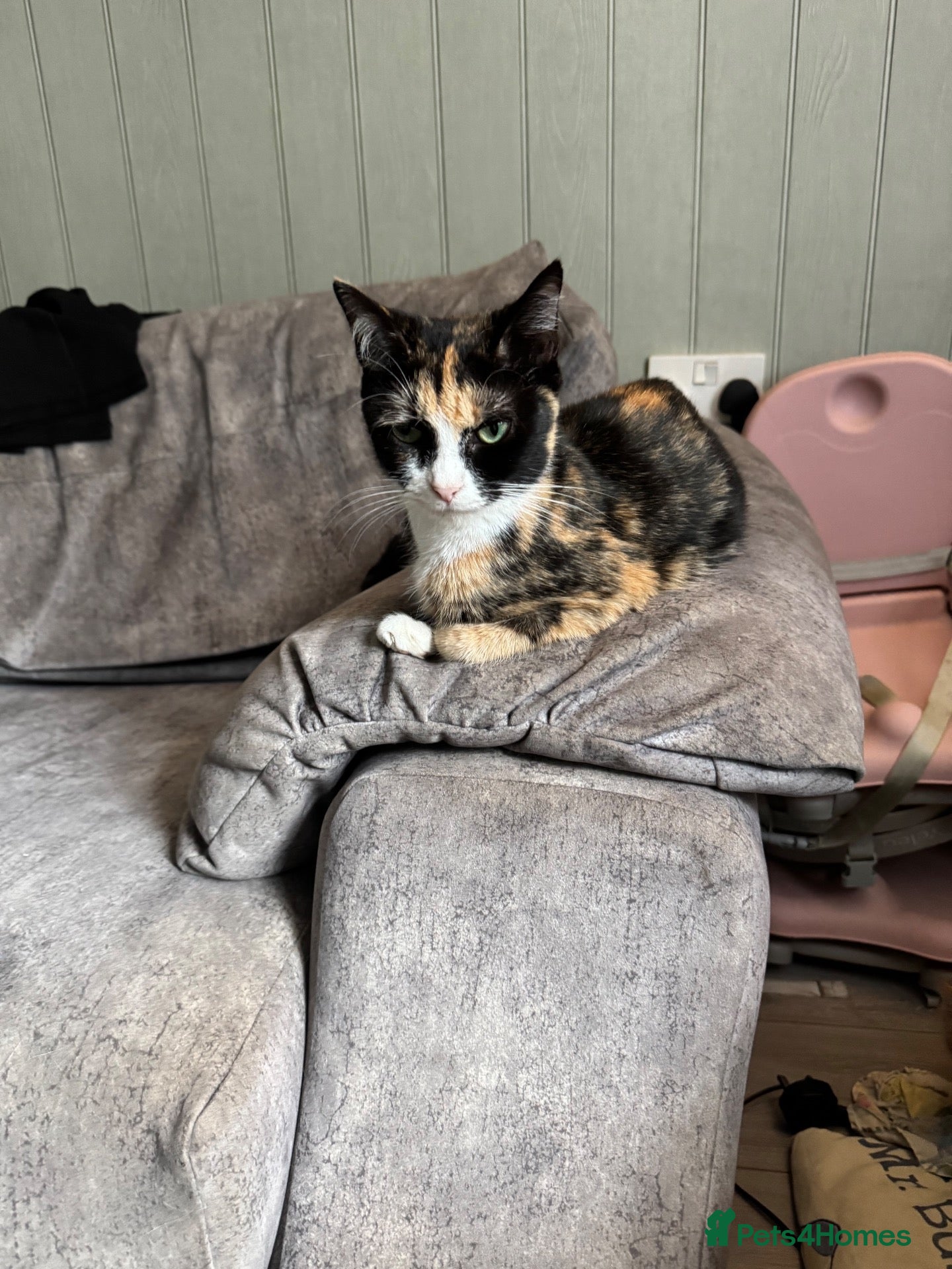 Mixed Breed cats Mixed kittens - Advert 1