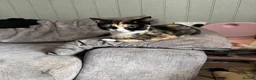 Mixed Breed cats for sale: Mixed kittens - Advert 5