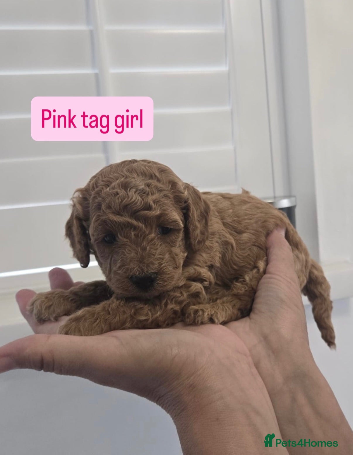 Cavapoo dogs Beautiful F1B cavapoo puppies - Advert 1