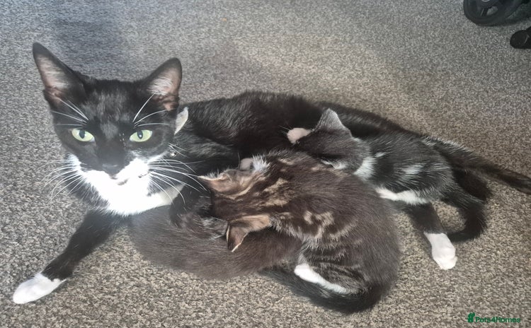 Mixed Breed cats - Advert 14