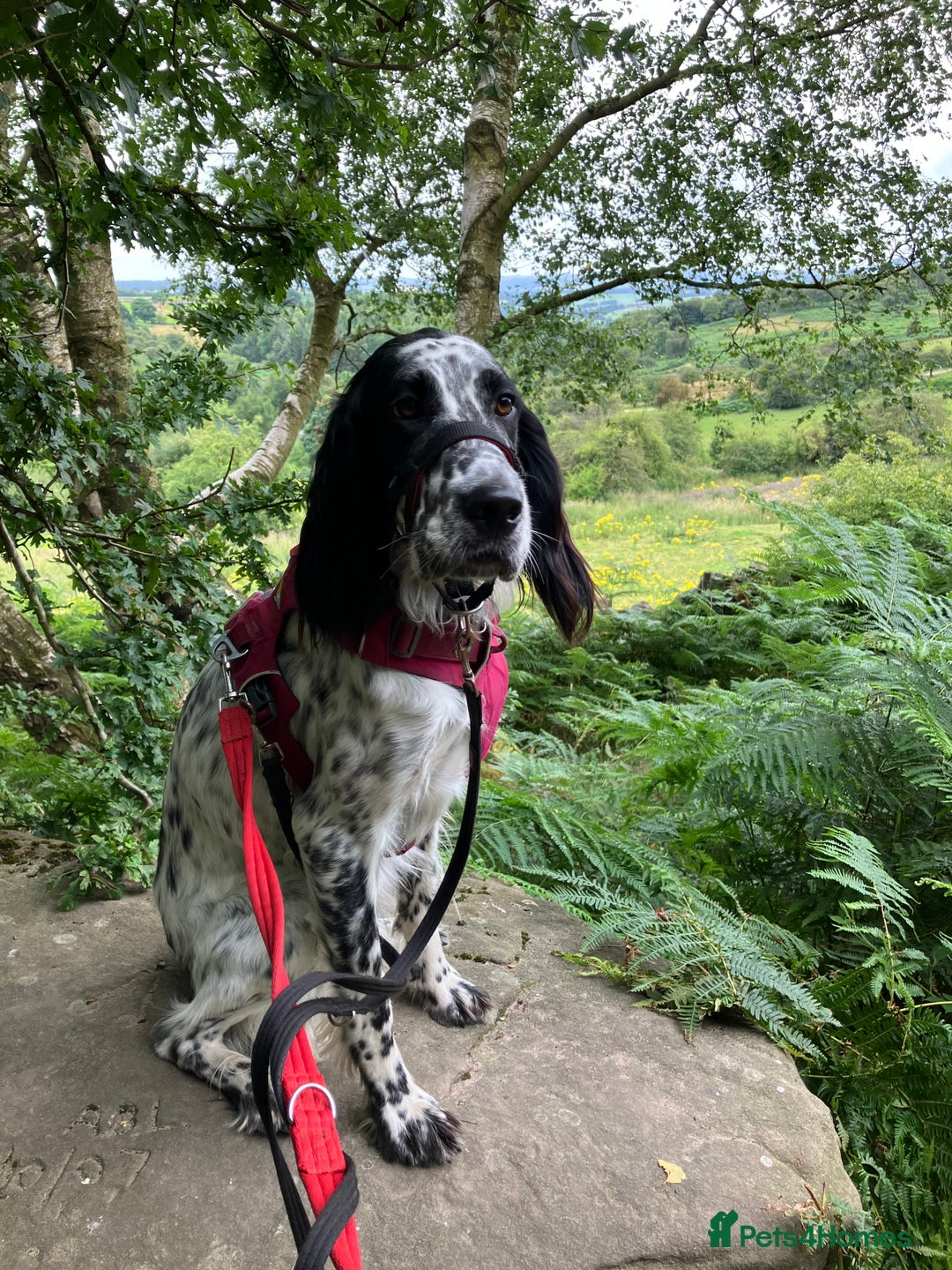 English Setter dogs for sale: 2yr. Pedigree working English setter sale/share - Image 14