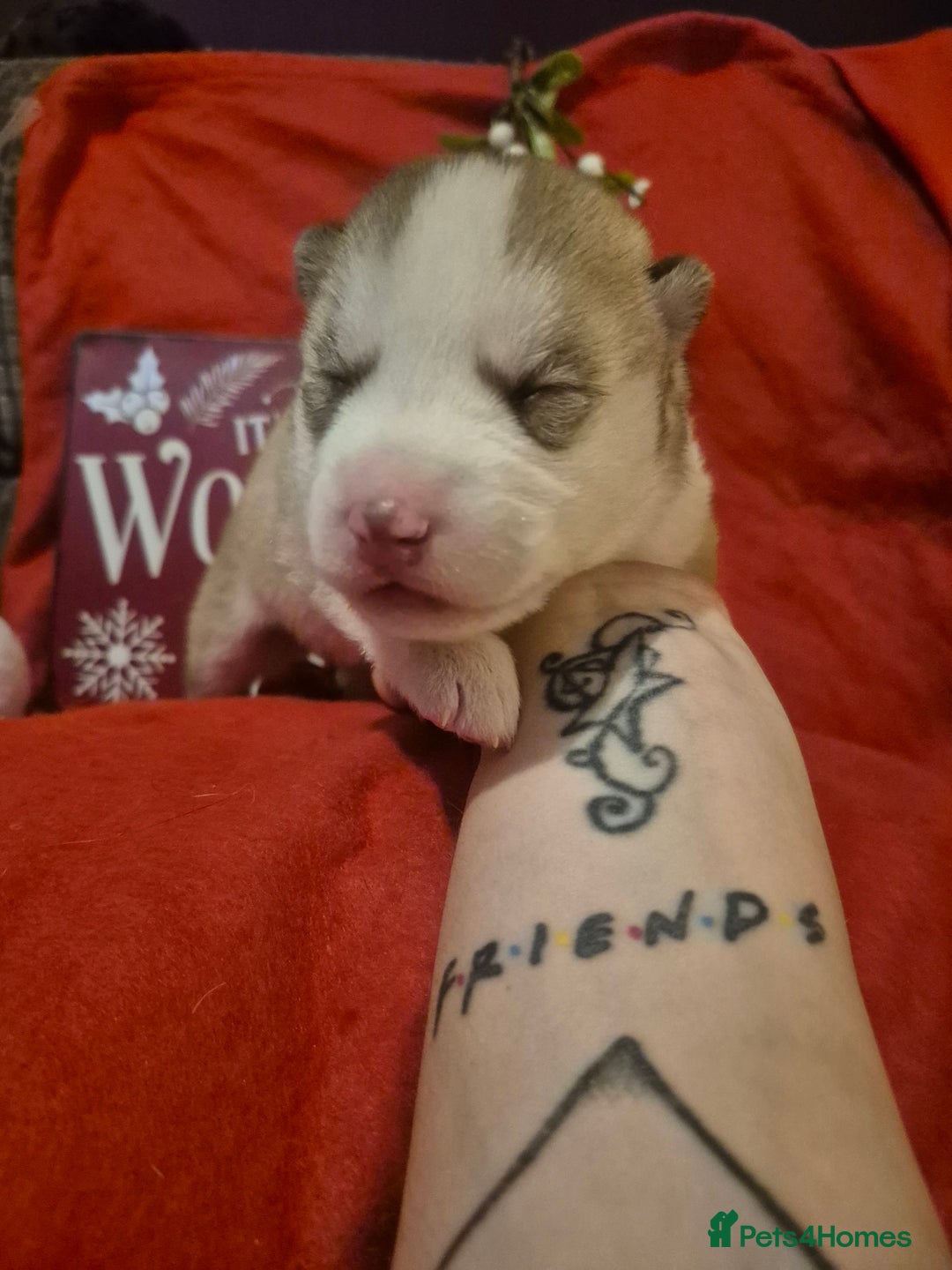 Alaskan Malamute dogs for sale: Beautiful husky malmute puppies - Advert 2