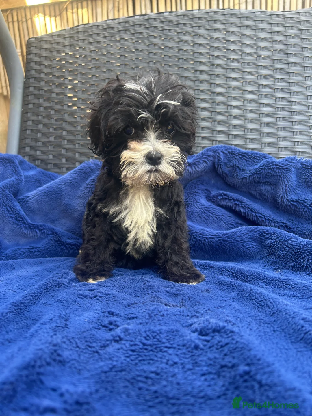 Cavapoo dogs for sale: Multigenerational Australian labradoodle cavapoo  - Advert 11