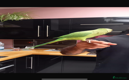 Parrots birds for sale: Indian ring neck parrot  - Image 2