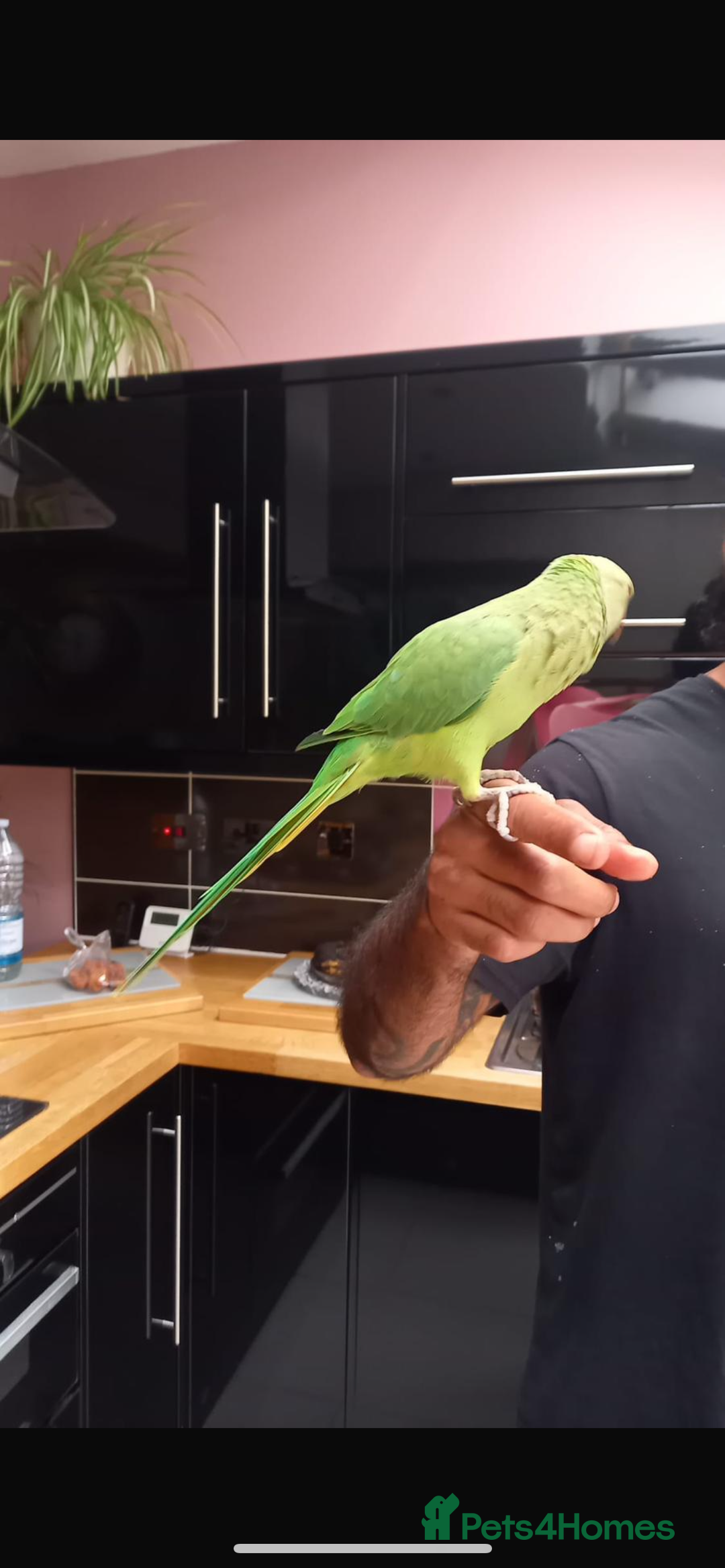 Parrots birds for sale: Indian ring neck parrot  - Image 2