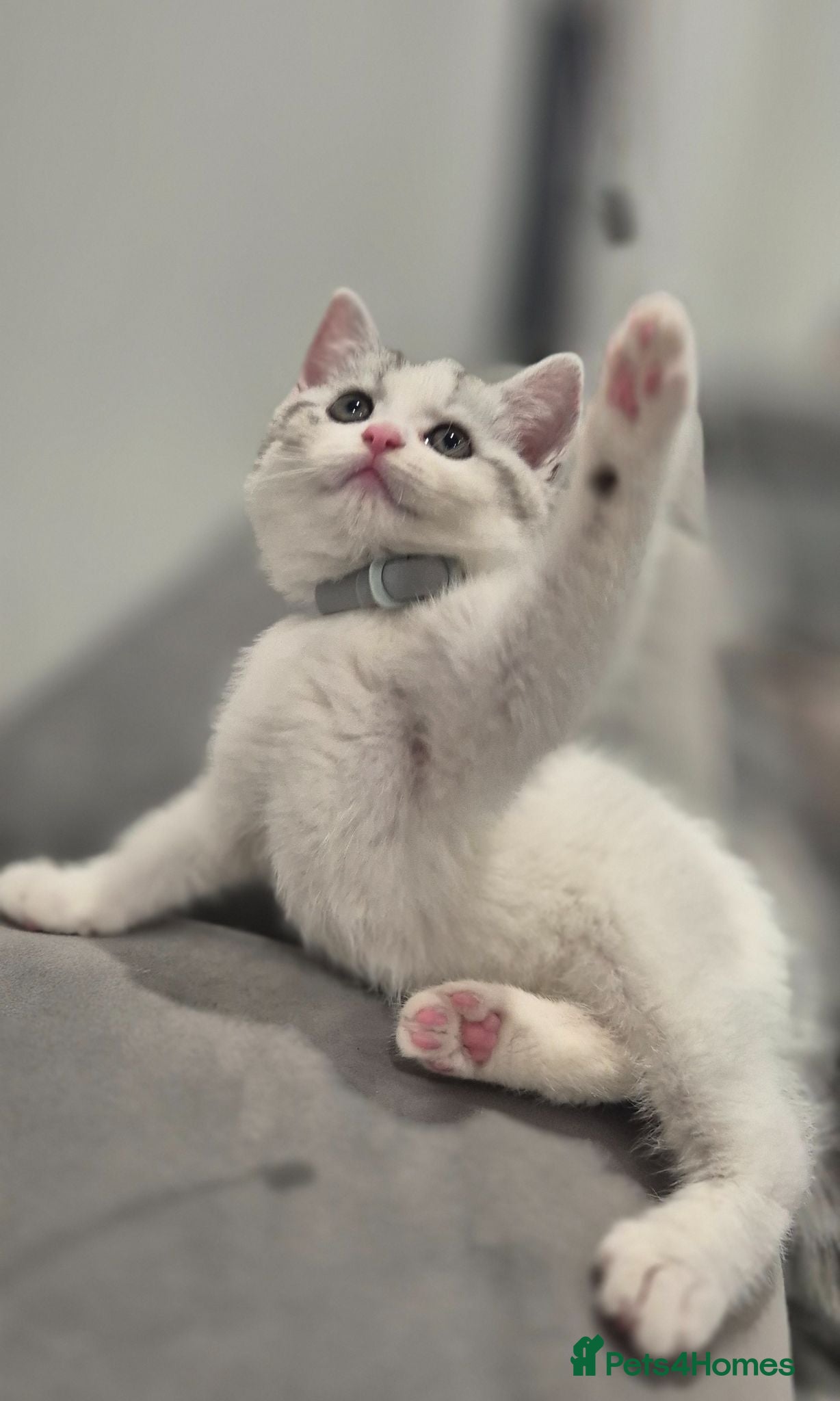 British Shorthair cats British short hair kitten. SIMBA - Advert 4