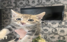 Mixed Breed cats for sale: Kittens ready for their new homes - Image 7