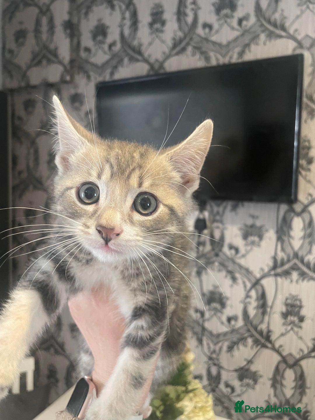 Mixed Breed cats for sale: Kittens ready for their new homes - Image 7