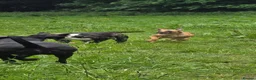 Whippet dogs for sale: Kc reg whippet litter - Advert 12
