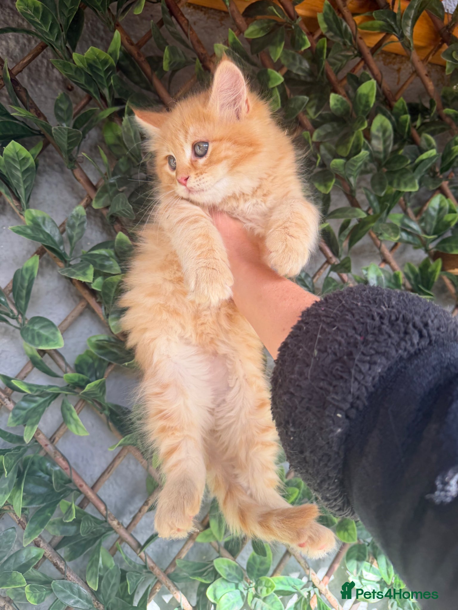 Ragcoon cats RAGCOON STUNNING 5star kittens  😻 - Advert 1