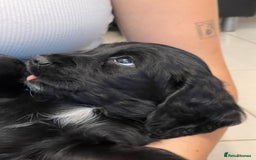 Sprocker dogs for sale: Beautiful Sprocker puppies HEALTH TESTED PARENTS - Image 10