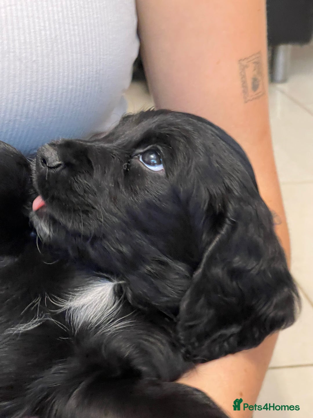 Sprocker dogs for sale: Beautiful Sprocker puppies HEALTH TESTED PARENTS - Image 10