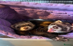 Ferret rodents for sale: 2 Bonded male ferrets, cage and full set up - Image 5
