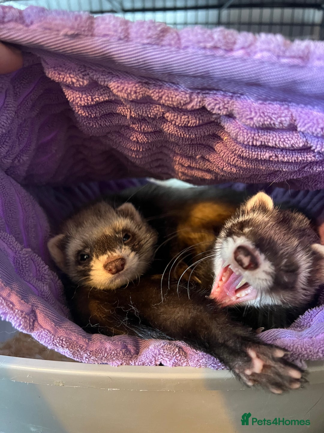 Ferret rodents for sale: 2 Bonded male ferrets, cage and full set up - Image 5