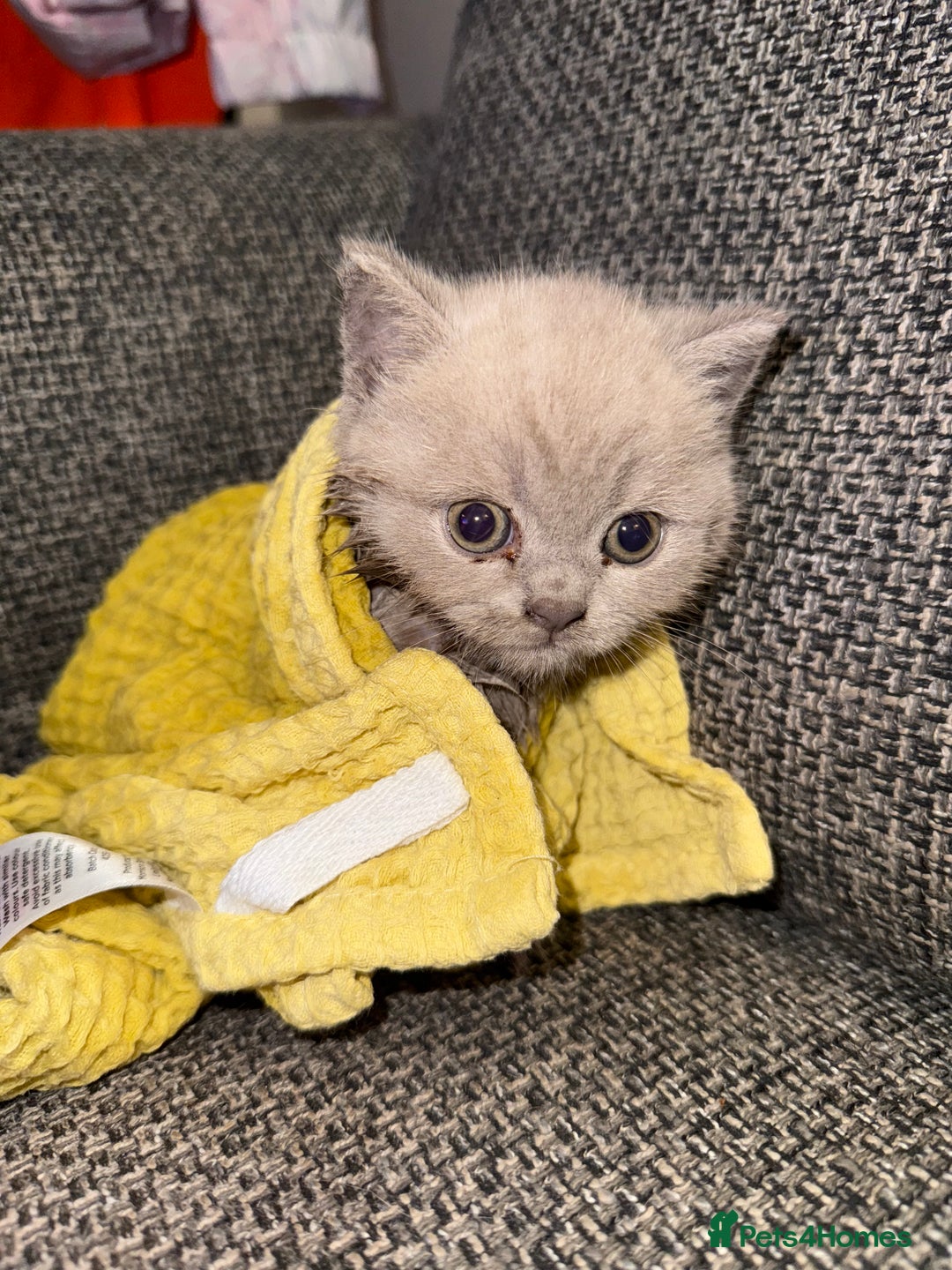 British Shorthair cats for sale: Adorable British Shorthair Female🐱😍💞✨ - Image 5