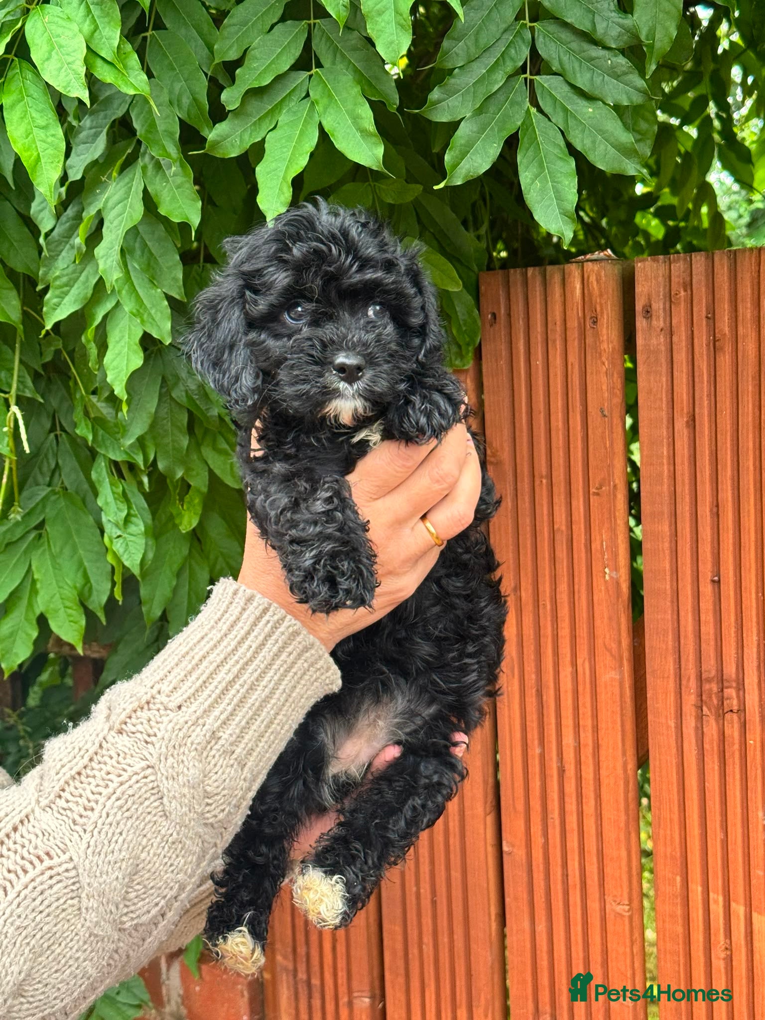 Cavapoo dogs Ready now, health tested F1 Cavapoos  - Advert 2