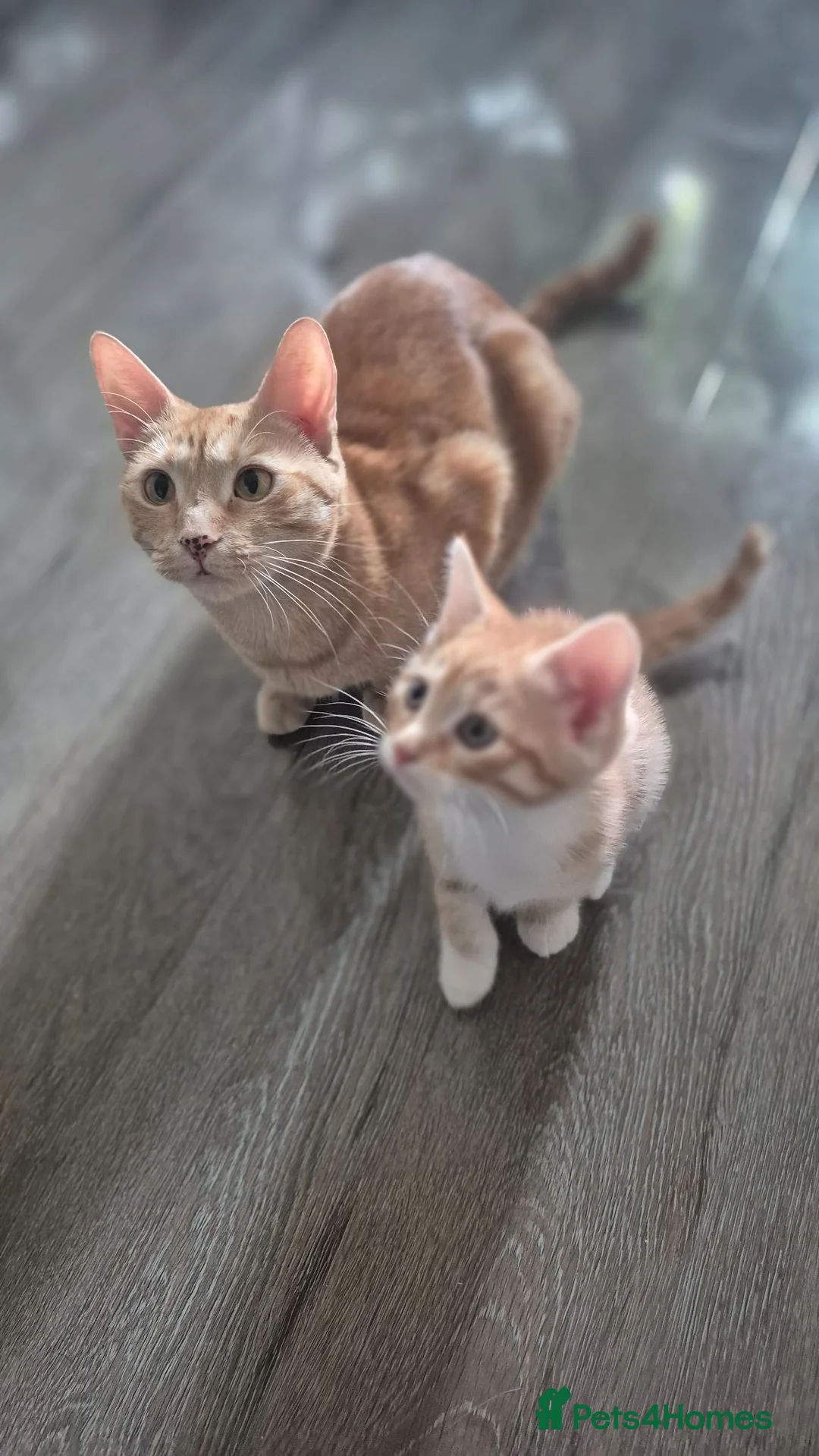 Mixed Breed cats for sale: Savannah × Maine Coon Mix Kittens  🐱❤️ - Advert 1
