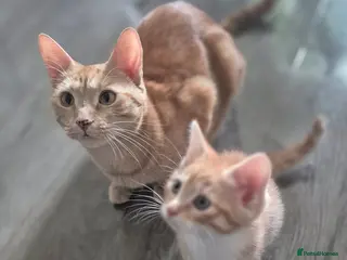 Mixed Breed cats Savannah × Maine Coon Mix Kittens 🐱❤️ - Advert 6