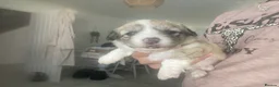 Mixed Breed dogs for sale: Shih-poo X Puppies - Advert 23