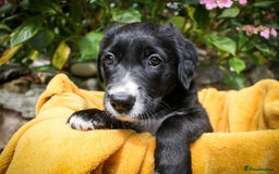 Mixed Breed dogs for sale: 3 x Border collie cross retriever pups - Image 15