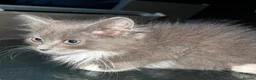 Persian cats for sale: Half perian lovley kittens  - Advert 36