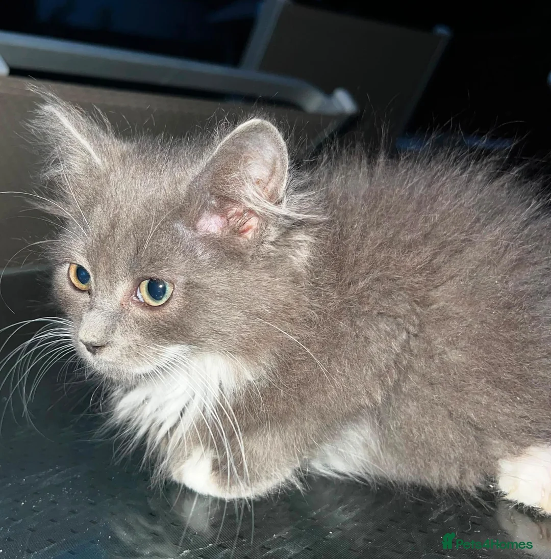 Persian cats for sale: Half perian lovley kittens  - Advert 36