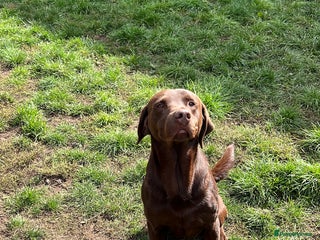 Labrador Retriever dogs - Advert 7