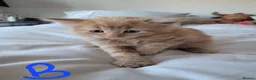 British Shorthair cats for sale: Ready NOW 🐾  Beautiful, Well-Loved Kittens  - Advert 8