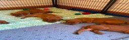 Labrador Retriever dogs for sale: STUNNING KC REG FOX RED LABRADOR PUPPIES - Advert 16