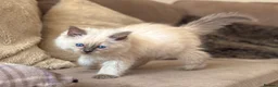Ragdoll cats for sale: Ragdoll GCCF registered kittens - 9 weeks old - Advert 15