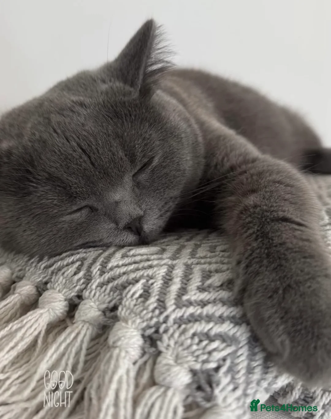 British Shorthair cats for sale: Beautiful grey/white British shorthair kittens - Advert 6