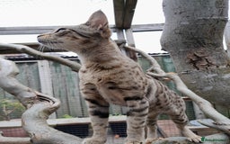 Savannah cats for sale: Pedigree Early generation TICA Reg Savannah Lady in Darlington - Image 23