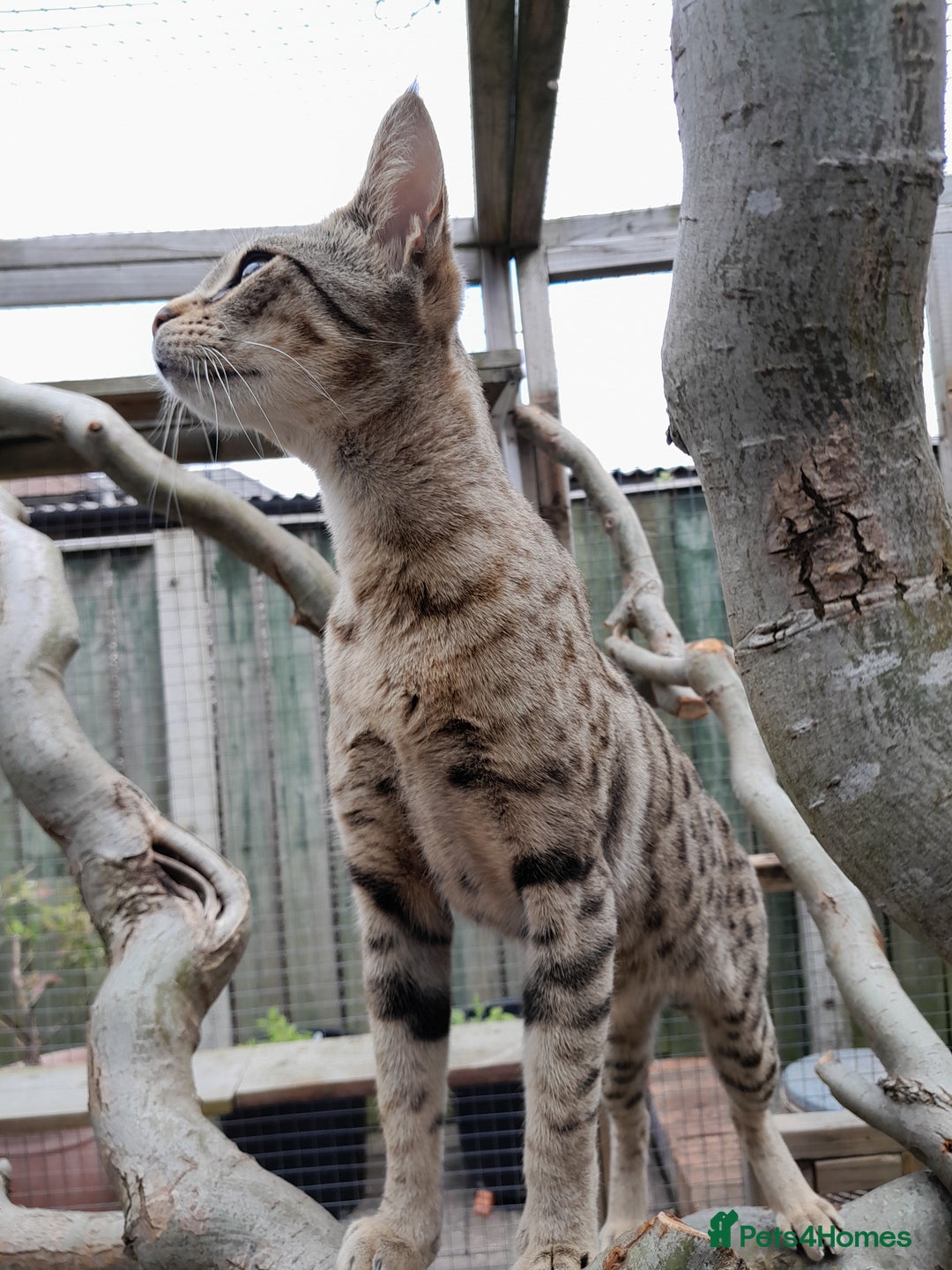 Savannah cats for sale: Pedigree Early generation TICA Reg Savannah Lady in Darlington - Image 23