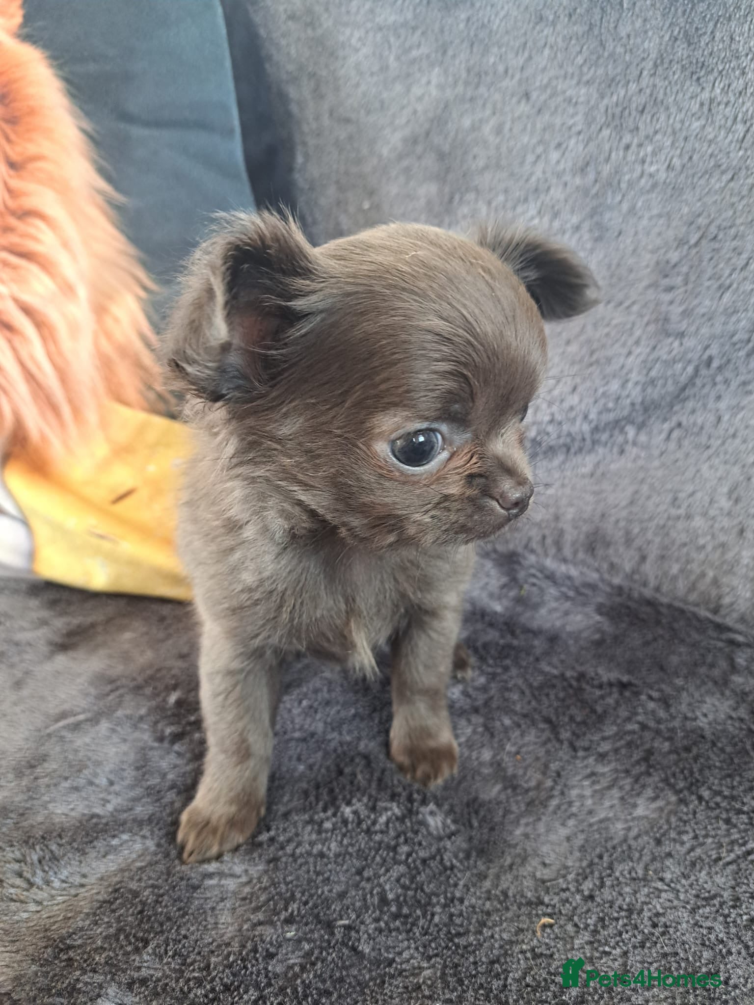 Chihuahua dogs Chihuahua puppies - Advert 18