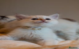 Siberian cats for sale: Hypoallergenic Siberian Neva Kittens Blue eyes - Image 9