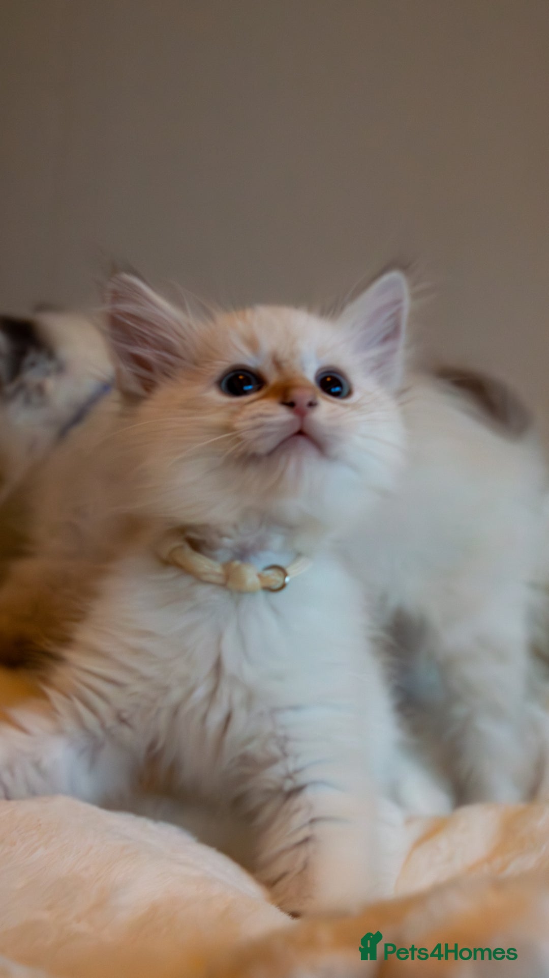 Siberian cats for sale: Hypoallergenic Siberian Neva Kittens Blue eyes - Image 9