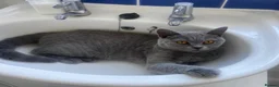 British Shorthair cats for sale: Registered GCF Active  - Advert 6