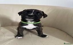 Mixed Breed dogs for sale: Cane Corso/boxer X Dogue de Bordeaux  - Image 18