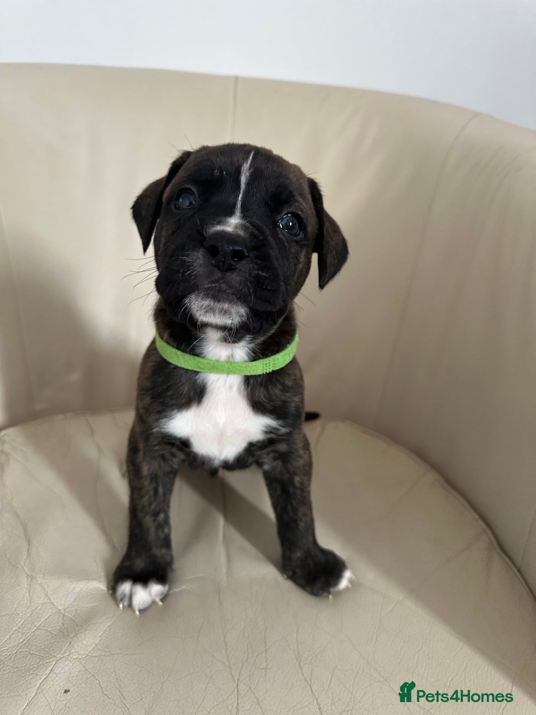 Mixed Breed dogs for sale: Cane Corso/boxer X Dogue de Bordeaux  - Image 18