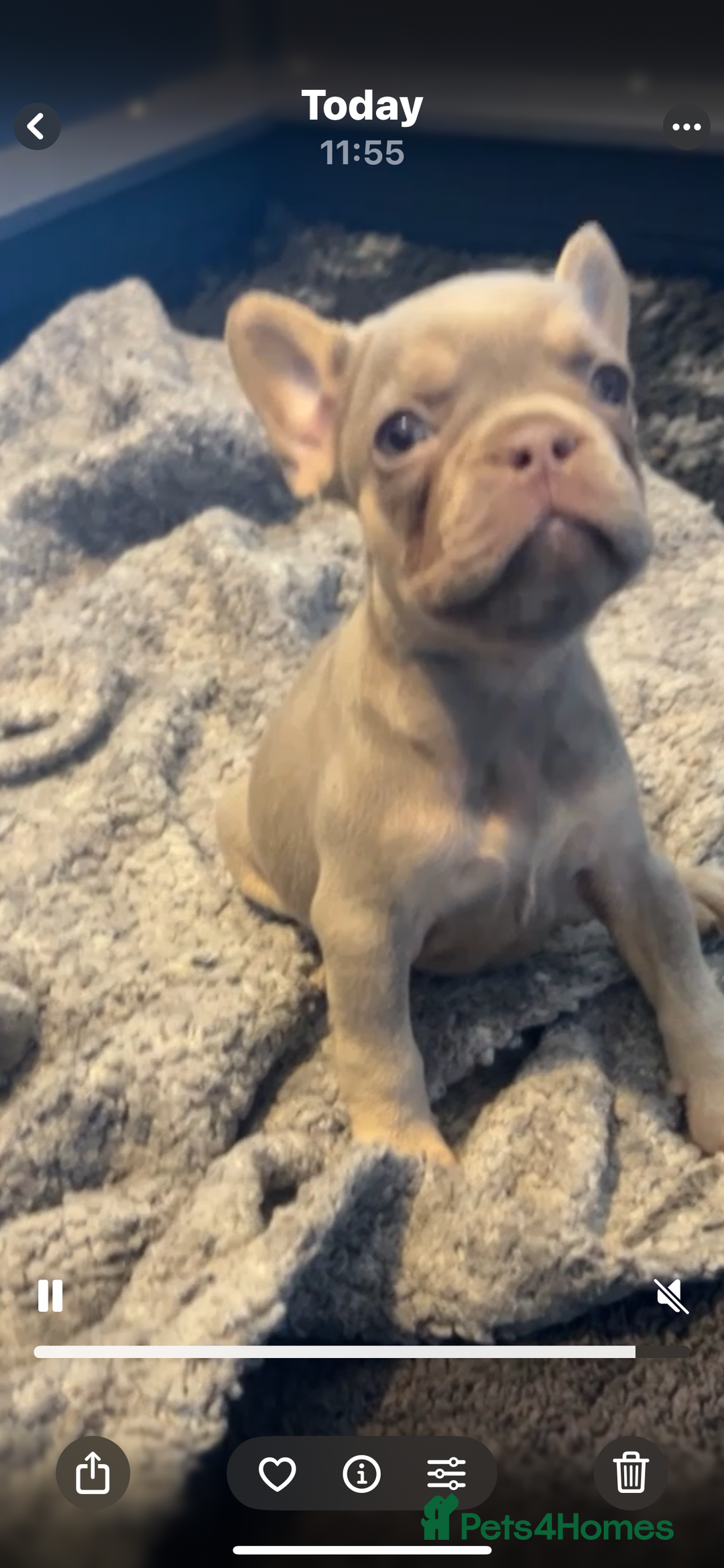 French Bulldog dogs for sale: French Bulldogs Fluffy - Advert 8