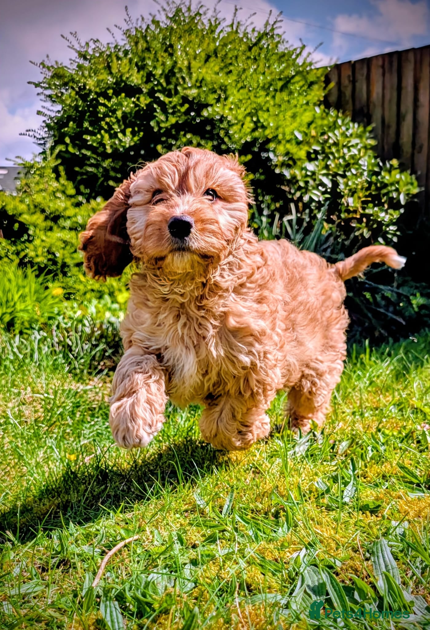 Mixed Breed dogs Cockapoo and Cavalier King Charles Spaniel mix - Advert 14