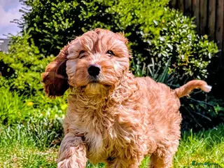 Mixed Breed dogs Cockapoo and Cavalier King Charles Spaniel mix - Advert 14