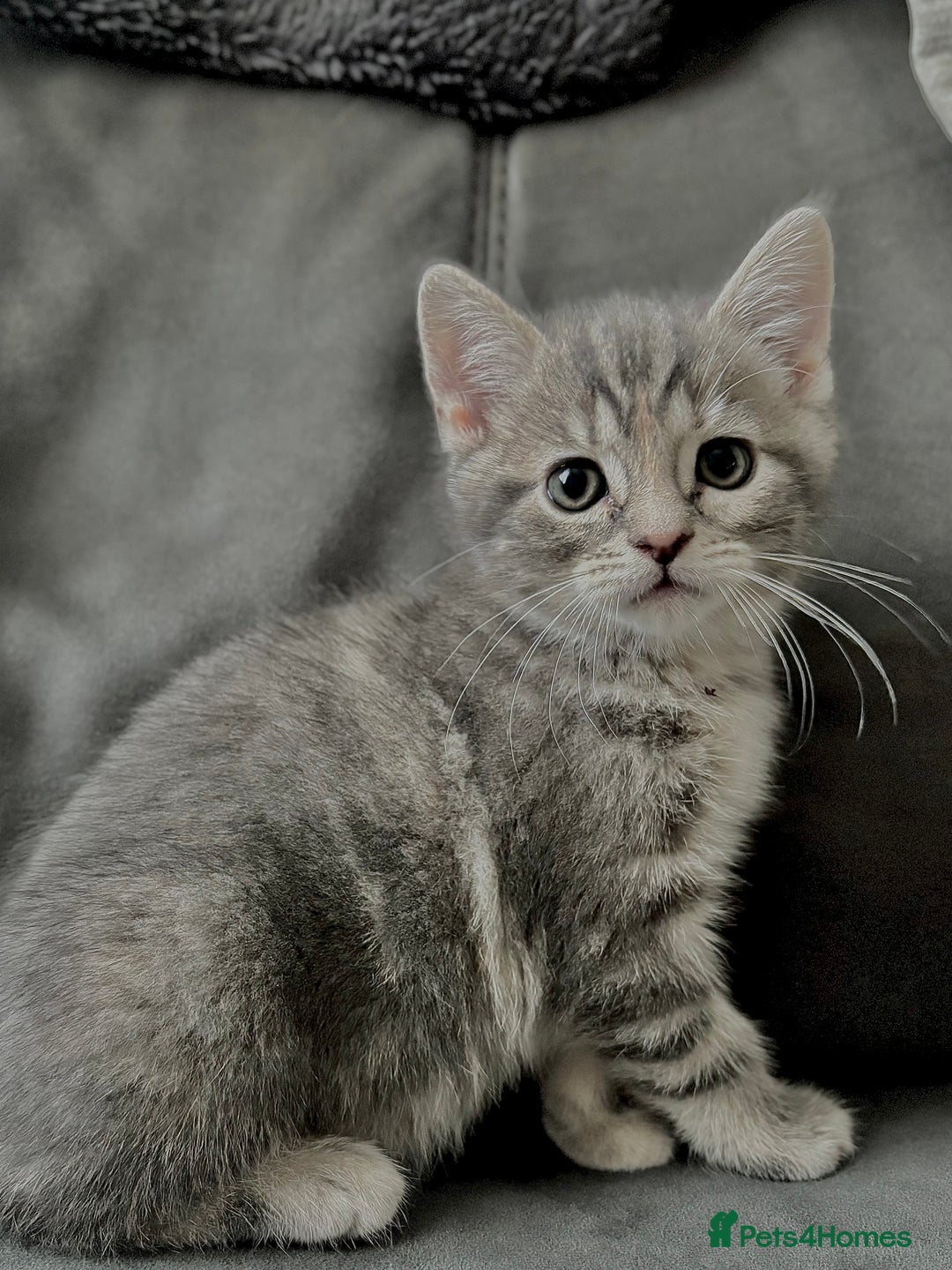 British Shorthair cats for sale: Beautiful Purebreed British Shorthair X Tabby - Image 8