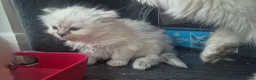 Ragdoll cats for sale: 3 Ragdoll kittens for sale  - Advert 8