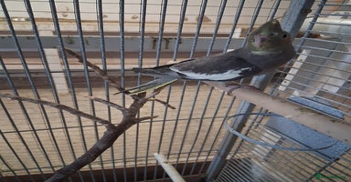 Cockatiels birds - Advert 5