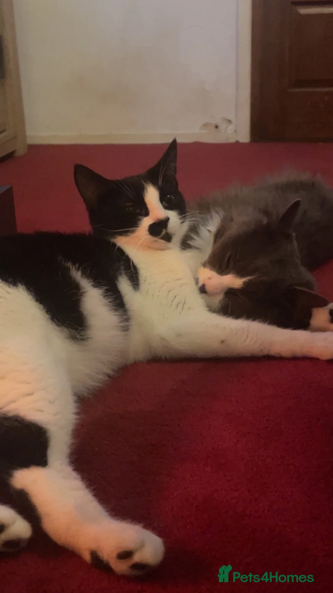 Mixed Breed cats for sale: 3 Blue and Black Mixed breed kittens for sale in Banstead - Advert 8