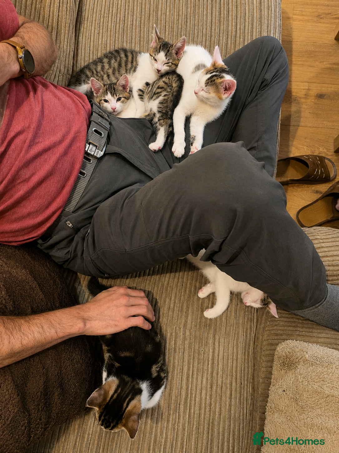 Mixed Breed cats for sale: 5 Beautiful Kittens Who Adore Human Company - Advert 4