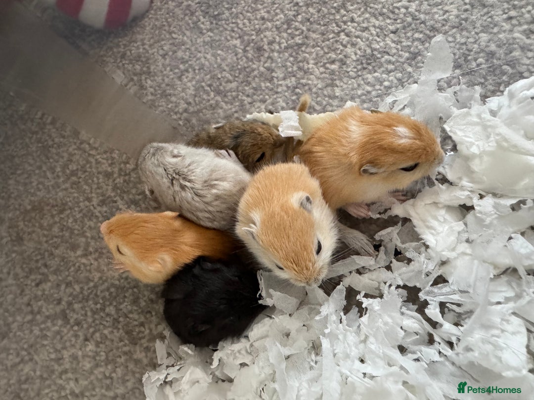 Gerbil rodents for sale: Baby gerbils ready soon - Advert 7