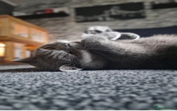 British Shorthair cats for sale: British shorthair - Image 2